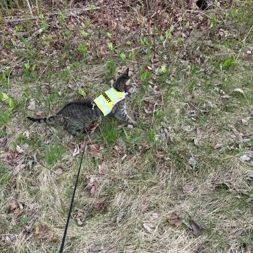 Security Vest Reflective Pet Harness Cat Dog